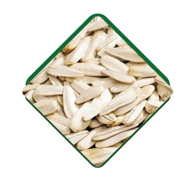 White Sunflower Seed